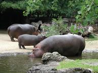 20040919 (16) Zoo de Bale